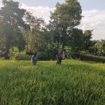 Babinsa Kodim 1425/Jeneponto Cek Sawah Warga, Pastikan Tanaman Padi Petani Tumbuh Sehat