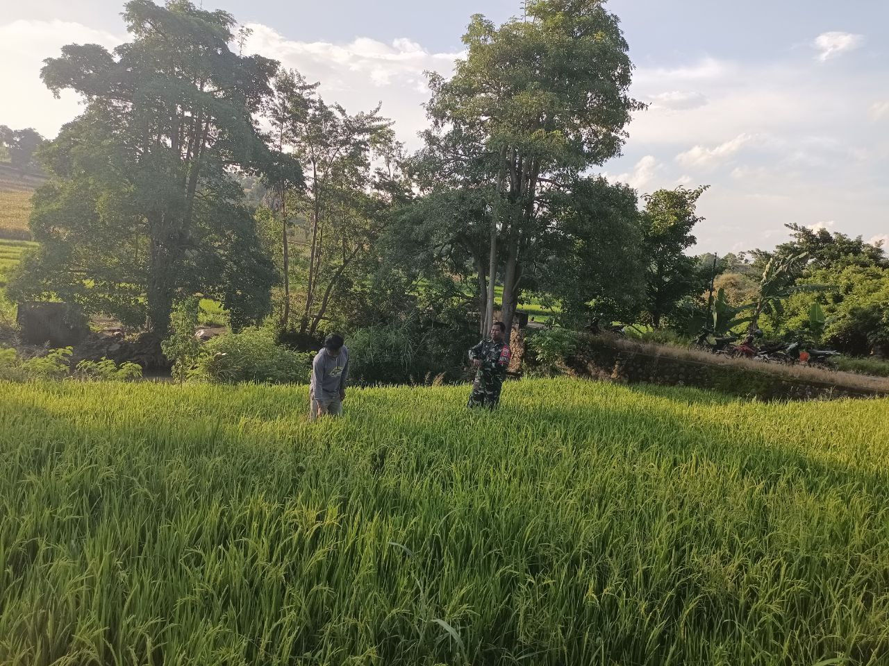 Babinsa Kodim 1425/Jeneponto Cek Sawah Warga, Pastikan Tanaman Padi Petani Tumbuh Sehat