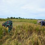 Satgas TMMD ke-128 Kodim 1425/Jeneponto Hadir di Tengah Petani, Menguatkan Syukur dan Gotong Royong