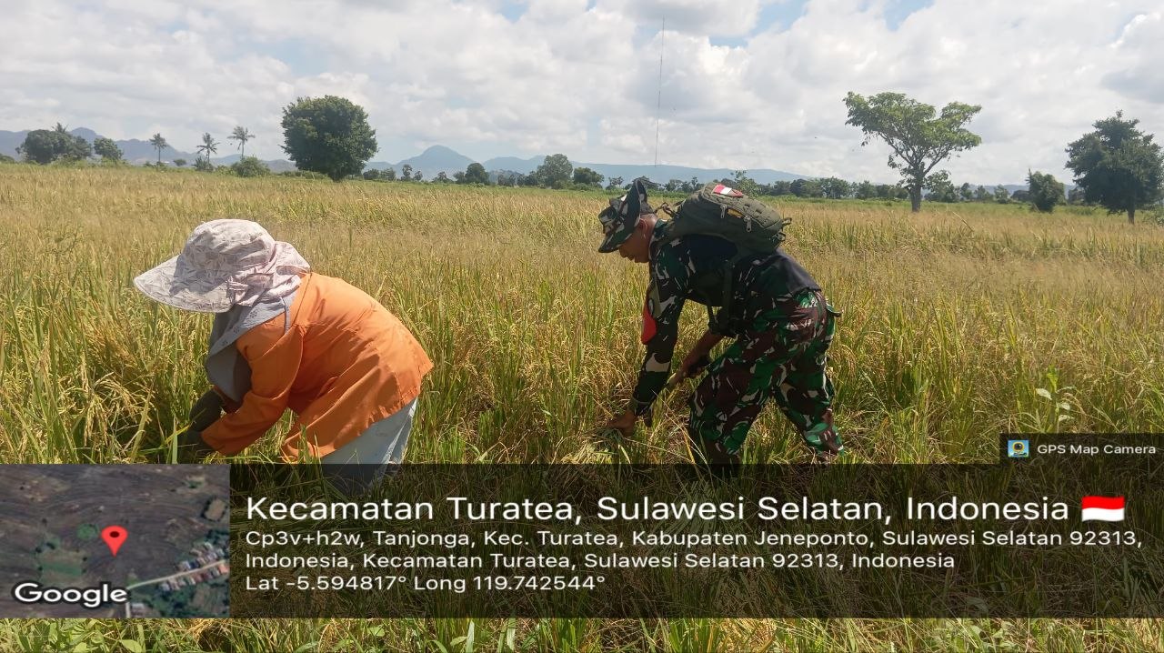 Sabit di Tangan, Semangat di Hati: Babinsa Kodim 1425/Jeneponto Hadir di Tengah Panen Petani