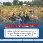 Babinsa Kodim 1425/Jeneponto Menyemai Harapan di Ladang Jagung, Wujud Nyata Kemanunggalan dengan Rakyat