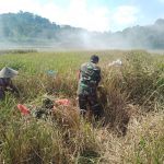 Dari Sawah ke Semangat, Babinsa Kodim 1425/Jeneponto dan Petani Menyulam Asa Panen Bersama